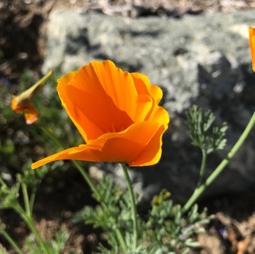 California Poppy